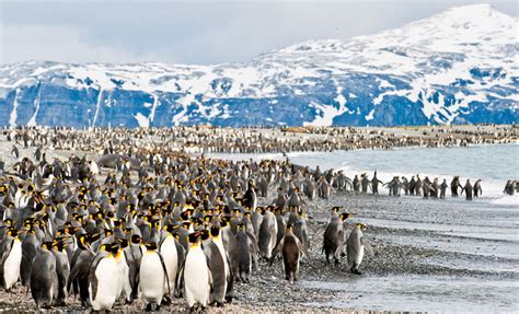 Antarctica Cruise: Falkland Islands & South Georgia Island