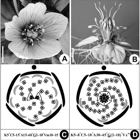 Mature flowers, floral diagrams and floral formula. A, C, Helleborus ...