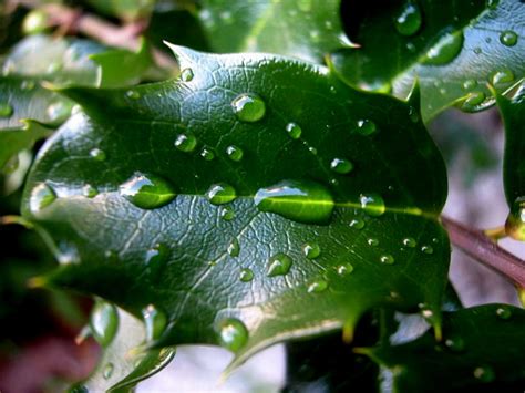 Leaf cuticle | Most leaves have a waxy layer on their upper … | Flickr