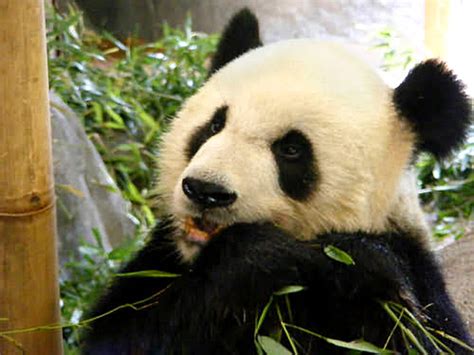 Panda in Shanghai Zoo, Shanghai Zoo Tour, Panda in Shanghai Zoo Photos, Pictures, Reviews