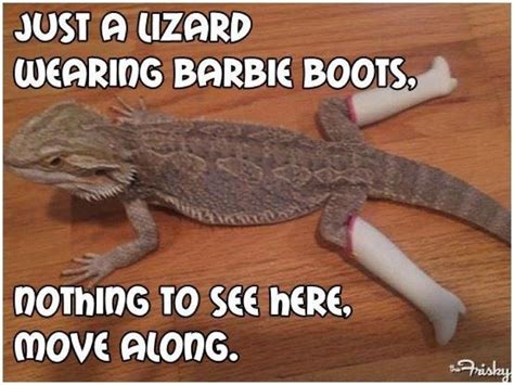 my lizards are in trouble! | Funny animal memes, Animal lover, Boots