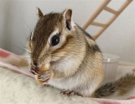 Chipmunk Names - Over 100 Great Ideas For Naming Your Chipmunk