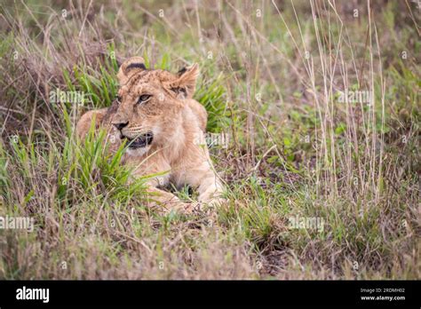 Lion family with young lions. in a savanna landscape after the hunt. Nice shot from Africa from ...