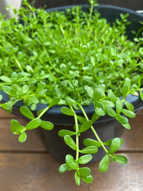 Brahmi plant | Etsy