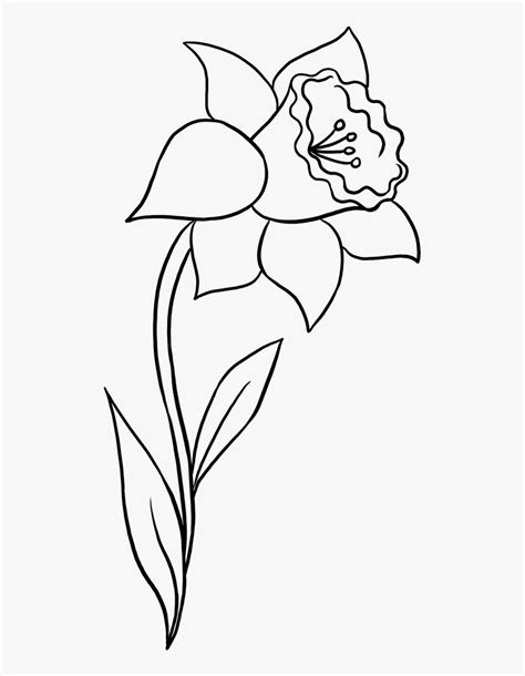 Clip Art Collection Of Free Daffodil - Simple Easy Daffodil Drawing, HD Png Download ...