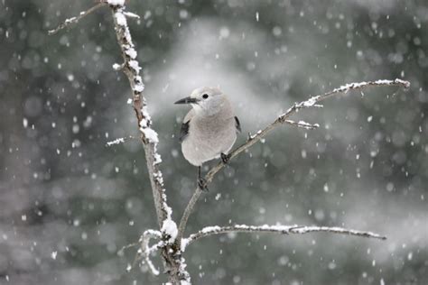 Guide to Watching Wildlife in Yellowstone By Month