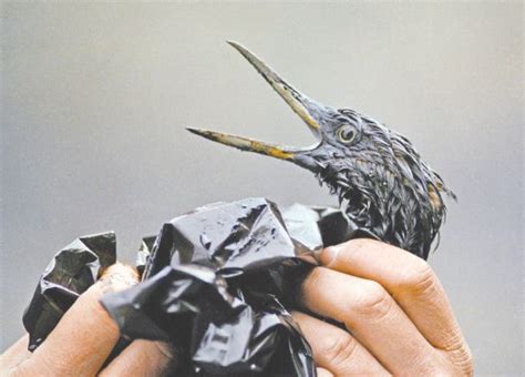 25 years later, Exxon Valdez spill effects linger - The Dispatch