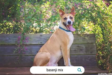 Basenji Mix Breeds (Photos And Guide) - Oodle Life