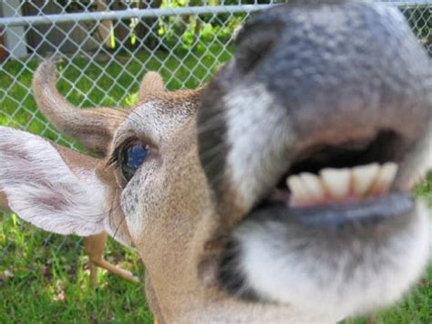 deer teeth | Weird animals, Funny animals, Animals