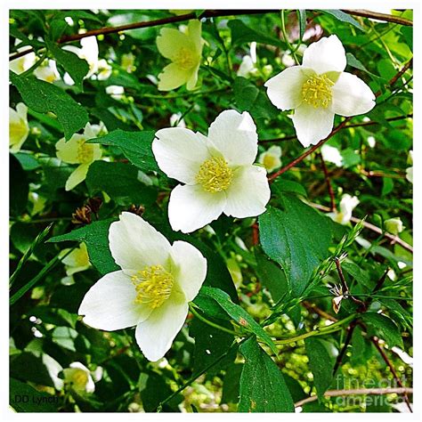 Hidden Flowers Photograph by Debra Lynch - Fine Art America