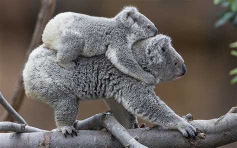 🔥 [50+] Baby Koala Wallpapers | WallpaperSafari