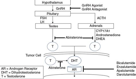 Mechanism of action of antiandrogen therapies