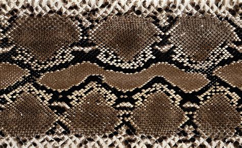 HD wallpaper: Snake Leather, black and brown snake skin wallpaper, Animals | Wallpaper Flare