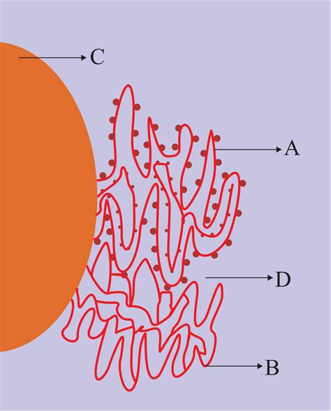 Identify the components labeled A, B, C, and D in the diagram above ...