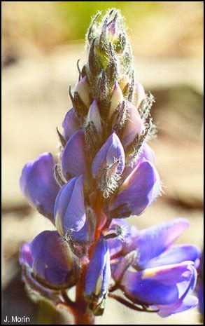 Arctic Lupine - PlantWatch