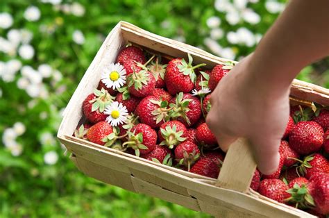 7 Ways to Take Advantage of Strawberry Season in California