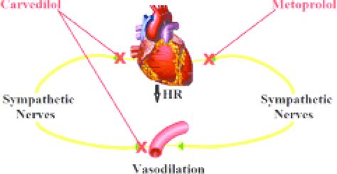 -A diagram illustrating the effects of Carvedilol and Metoprolol . Both ...