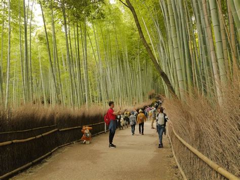 Hutan Bambu Favorit Turis di Jepang - Foto 5