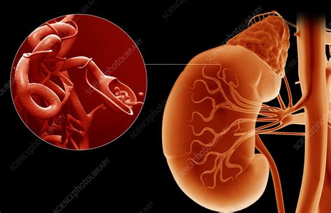 Bowman's capsule - Stock Image - F002/1257 - Science Photo Library