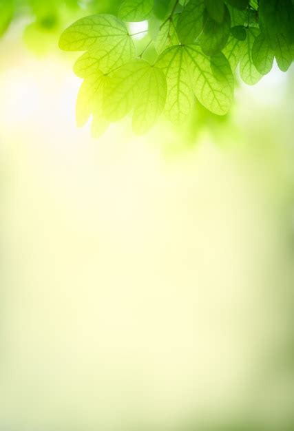 Premium Photo | Nature of green leaf in garden at summer. Natural green ...