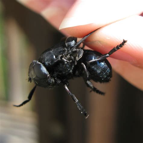 Giant black fly - Cuterebrinae? - Cuterebra tenebrosa - BugGuide.Net