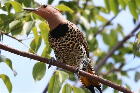 Birds of Cuba – An Internet Field Guide to Rare Cuban Birds