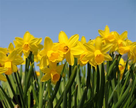 Names Of Yellow Spring Shrubs