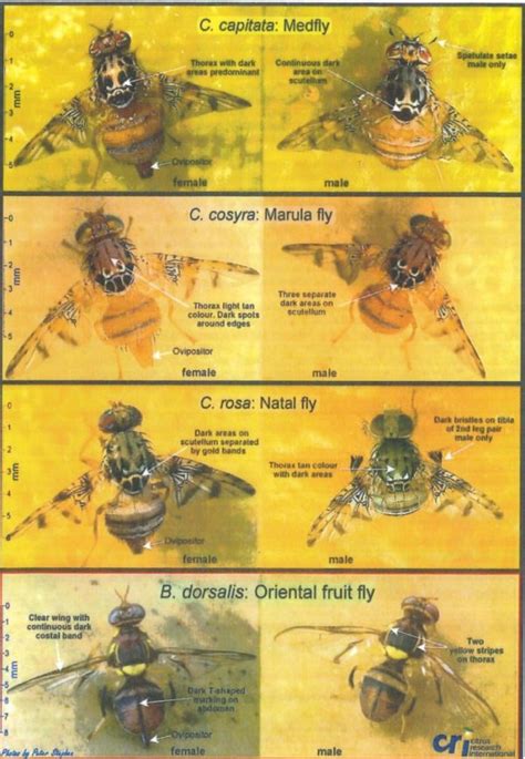 Fruit Fly Identification sheet A4 | Citrus Research International