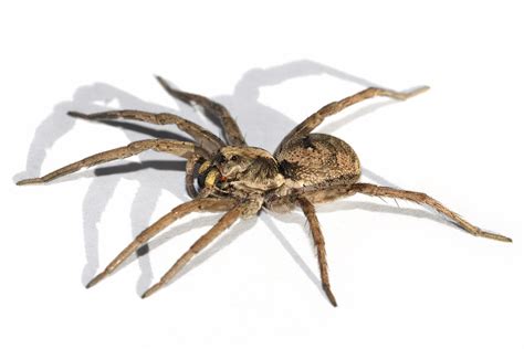 File:Wolf spider white bg.jpg - Wikipedia