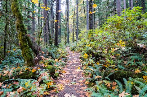 Hiking Sugar Mountain in Belcarra Regional Park - Best Hikes BC