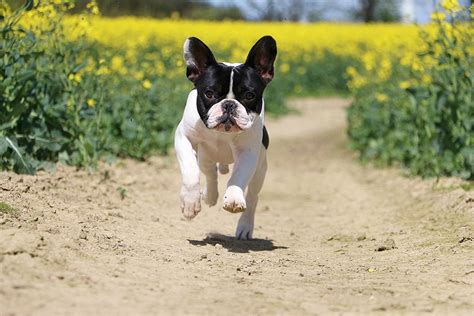 Are There Hypoallergenic Bulldogs