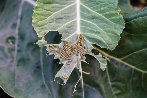 Pieris brassicae larvae stock image. Image of caterpillars - 257471761