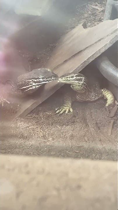 Argus monitor breeding pair - YouTube