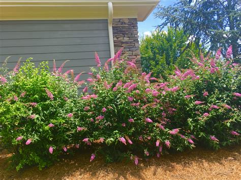 My Butterfly bushes💕 | Butterfly bush, Plants, Bloom