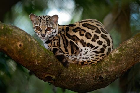 7 of the world's smallest (and cutest) wild cats | Small wild cats, Wild cats, Margay cat