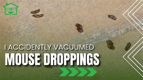 I Accidentally Vacuumed Mouse Droppings: Do This Immediately! - Clean Homies