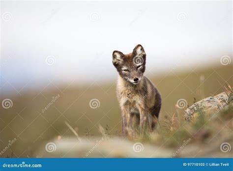 Arctic Fox, Vulpes Lagopus, Cub in Natural Habitat, Summer in Svalbard Norway Stock Image ...