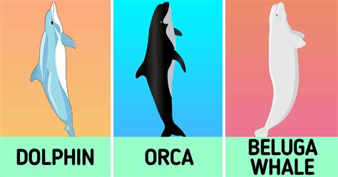 What the Difference Between Dolphins, Orcas, and Beluga Whales Is / 5-Minute Crafts