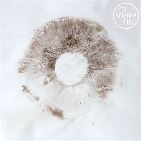 Spore print mushroom - sapjeecho