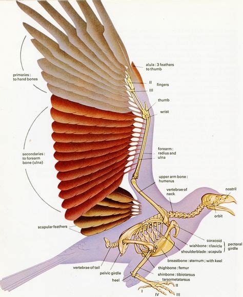 985 fantastiche immagini in Insects, Birds, Reptiles & Water Creatures Anatomy su Pinterest nel ...