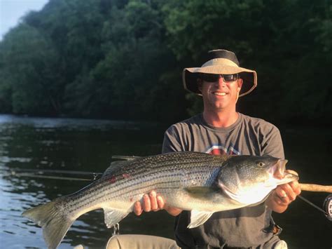 Striped Bass Fishing: Southern Summer Runs on the Fly - Fly Fishing ...