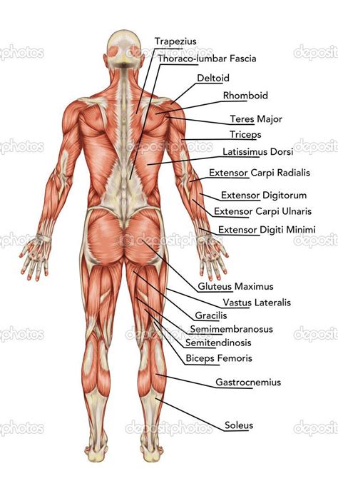 anatomy of body | Anatomy of male muscular system posterior view full body – didactic ... | Body ...