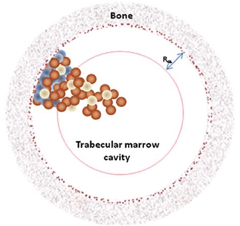 Representation of the marrow cavity model. The cavity is represented by... | Download Scientific ...