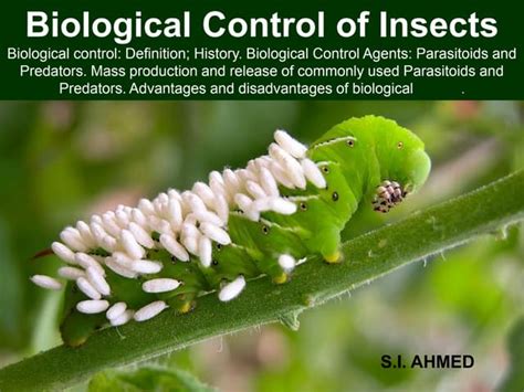 Biological Control of Insects | PPT