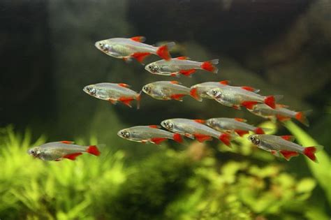 Schooling Fish for a 10-Gallon Aquarium. Useful Information On Subject