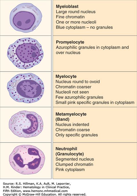 NORMAL MYELOPOIESIS | Hematology in Clinical Practice, 5e ...