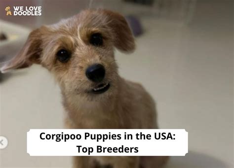 Corgipoo Puppies in the USA: Top 8 Breeders! (2024) - We Love Doodles