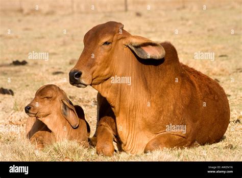 Red Brahman cow and calf on a farm in South Africa Stock Photo - Alamy