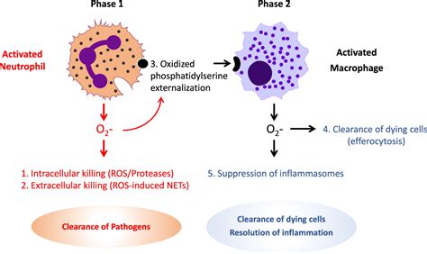 Chronic granulomatous disease 2018: advances in pathophysiology and clinical management