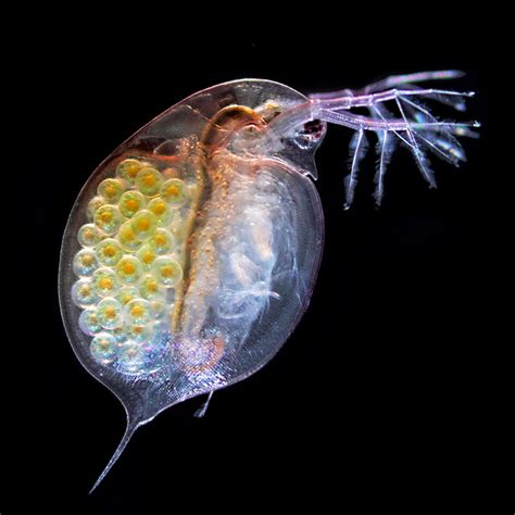 Daphnia Magna - Medium - Adaqua